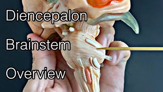 Anatomy overview of diencephalon and brainstem English [upl. by Coleen]