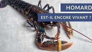 Comment savoir si un homard est encore vivant  🦞  Tuto Poiscaille [upl. by Eenahc]