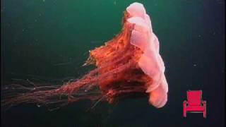 lions mane jellyfish swimming [upl. by Esinev]