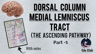 Dorsal column medial lemniscus tract  The Ascending pathway  Part  1 With PG questions [upl. by Adnilre812]