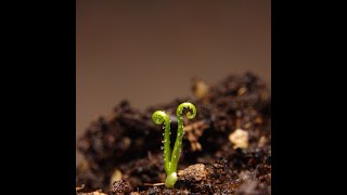 Carnivorous Plant Drosophyllum lusitanicum Seed Timelapse [upl. by Evad]