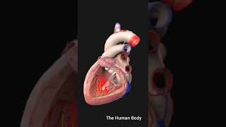 3d anatomy of the heart ventricles human meded anatomy 3dmodel [upl. by Notlrahc]