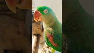 Pahadi parrot Talking Mithu City [upl. by Dorise]