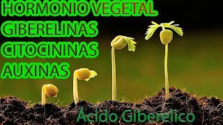 HORMONIO VEGETAL GIBERELINAS CITOCININAS AUXINAS Ácido Giberelico Sítio GilSat [upl. by Anomor608]