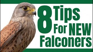 Advice for New Falconers [upl. by Aloek]