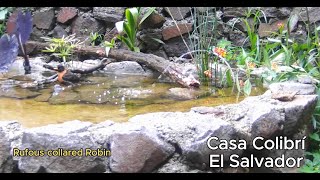 CASA COLIBRI EL SALVADOR  JUNE 2024 POND amp FLOWER TRAIL CAMERAS HIGHLIGHTS [upl. by Trofmoc]