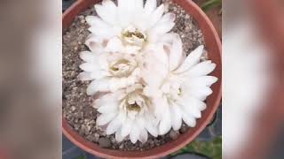 Gymnocalycium damsii cactáceas de colección [upl. by Ggerg]