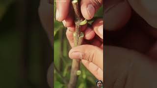 satisfying plants bonsai nature propagation garden grafting [upl. by Rodge]