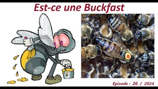 Estce une BucKfast lesabeillesdefred07apicultureabeillesabeille [upl. by Ainehta]