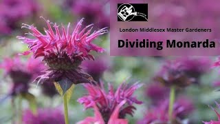 How To Divide Bee Balm  Its SO EASY [upl. by Rea648]