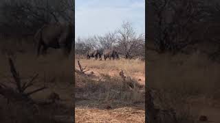 Mutsami Private Bush Lodge  Rhinos [upl. by Htedirem389]