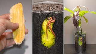 Growing Mango Tree from seed Time Lapse [upl. by Tloh]