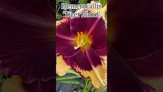 Hemerocallis ‘Tiger Blood’ hemerocallis daylillies daylilies daylily perennial flower plants [upl. by Allmon19]