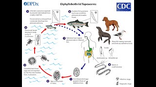 Diphyllobothrium latum Fish Tapeworm [upl. by Ydok251]