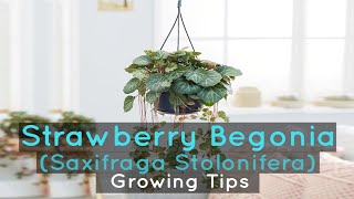 Strawberry Begonia Saxifraga Stolonifera  Growing Tips [upl. by Trip]