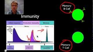 The Immune System [upl. by Mainis]