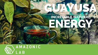 The SECRET BENEFITS of GUAYUSA  AMAZONIC LAB [upl. by Meid]