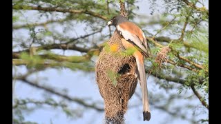 Predator Meets Cautious Baya Weaver Birds [upl. by Lleoj]