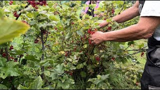 « Vin » de groseille  moins de nectar à cause du mauvais temps [upl. by Nosyaj]