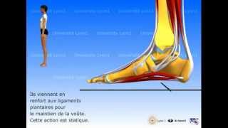 Le pied  organisation et fonctions musculaires [upl. by Deegan57]