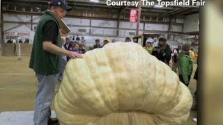 Man wins prize for biggest pumpkin ever [upl. by Vevine]