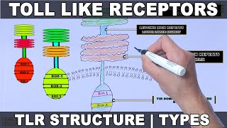 Toll Like Receptors  Structure and Types [upl. by Hayimas]