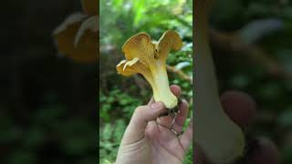 identifying chanterelles shorts [upl. by Etsirk151]