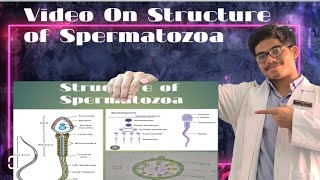 Structure of Spermatozoa [upl. by Sharline]