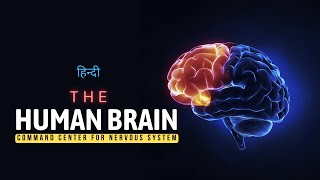 The Human Brain  Command Center for Nervous System  Hindi  Infinity Stream [upl. by Erlin391]