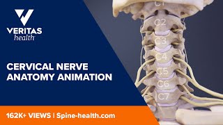 Cervical Nerve Anatomy Animation [upl. by Ahto]