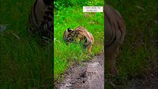 The vegetarian Tiger  Navegaon nimdhela buffer gate of tadoba [upl. by Sairtemed678]