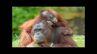 Orangutans and palm oil  Academic English [upl. by Stafani]