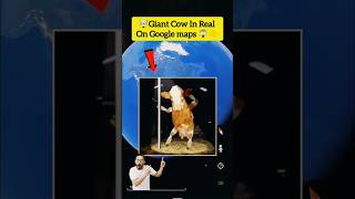 OMG Giant Cow In Real on Google maps and Google Earth shorts vairalshorts would358 [upl. by Lay]