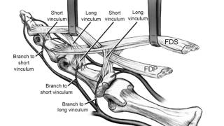 Biology and anatomy of flexor tendon [upl. by Waldon]