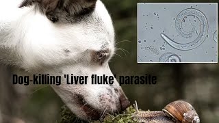 Pet Owners Beware Dog Killing Parasite Discovered [upl. by Roselle]