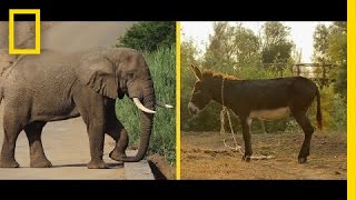 Elephant or Donkey How Animals Became US Political Symbols  National Geographic [upl. by Noynek890]