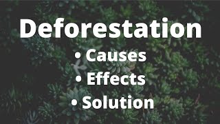 Deforestation  Causes  Effects and Solution  study [upl. by Aita]