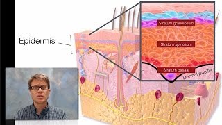 Integumentary System [upl. by Fulmis]