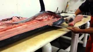 Suisan Fish Market  Cutting a Black Marlin 06182014 [upl. by Llerdna]