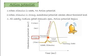 Nerve Impulse  Action Potential  Threshold Potential  Refractory Period  Nervous System part 1 [upl. by Akenot753]