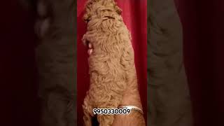 Toy Poodle l Miniature Poodle l Dog Puducherry l poodle poodledog shortfeed short trending dog [upl. by Nisotawulo]