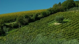 Olive harvest in Tuscany and Cinque Terre [upl. by Nylatsirk256]