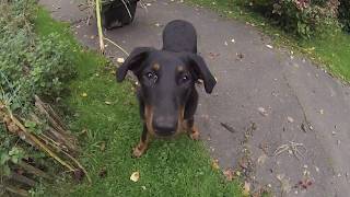 Gartenarbeiten im Oktober mit Hund der Herbst ist [upl. by Solana]