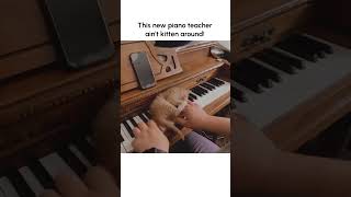 ADORABLE Kitten Plays Piano [upl. by Ihcur]