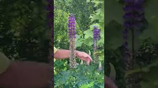 How to Deadhead Lupins for More Growth [upl. by Adey55]