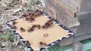 Giant Asian hornet vs Sticky paper sticky situation [upl. by Nocaj]