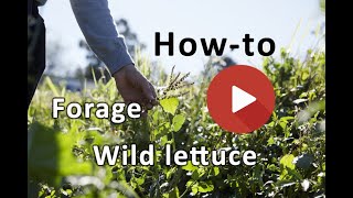 Wild lettuce identification [upl. by Brandyn73]