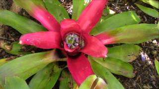 Bromeliad Impressions Planta Brutt Video 7 [upl. by Catlaina828]