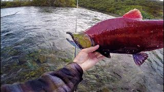 Bare Hand Fishing In Remote Glacier Rivers [upl. by Trenton]