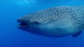 Whale Sharks Memory Test  Smart Shark  Swimming with Roboshark  BBC Earth [upl. by Aihseym]